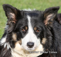 Astra Haze, Slate blue, Border Collie